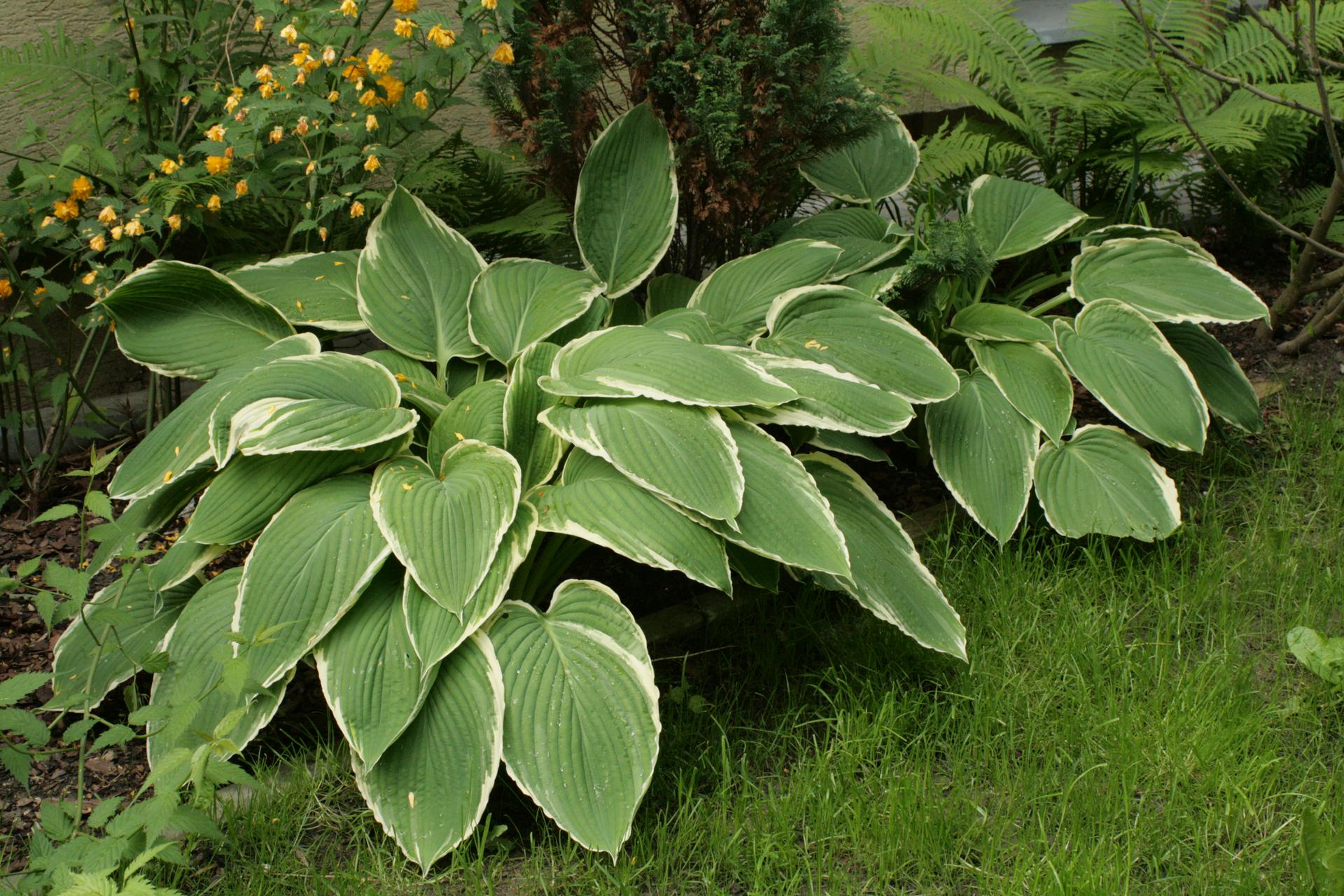 Funkia 'Frosted Jade' Hosta 'Frosted Jade' Urzadzamy.pl