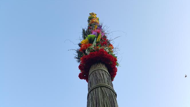 Gigantyczna palma wielkanocna na nowosadeckim Rynku