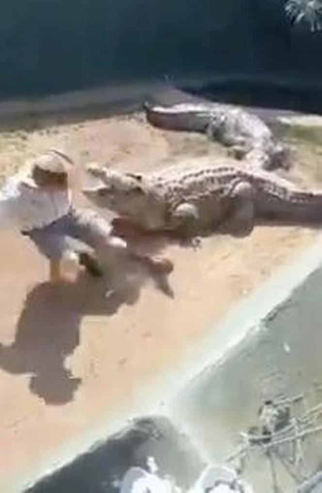  Krokodyl rzucił się na opiekuna podczas przedstawienia dla dzieci! Wszystko się nagrało. WIDEO