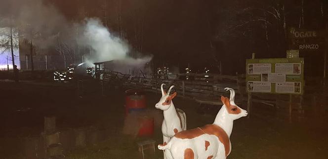 SZOK! Ktoś podpalił zagrodę? Wszystkie zwierzęta spłonęły żywcem