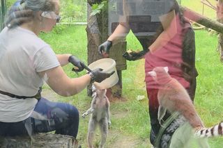 Pokazowe karmienie w myślęcińskim zoo to prawdziwy hit! Sprawdziliśmy to na miejscu