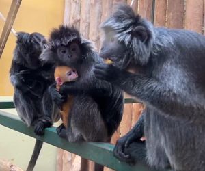 Lutung jawajski w gdańskim zoo