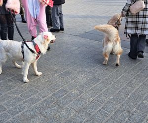 33. Finał WOŚP z grupą krakowskich Golden Retrieverów