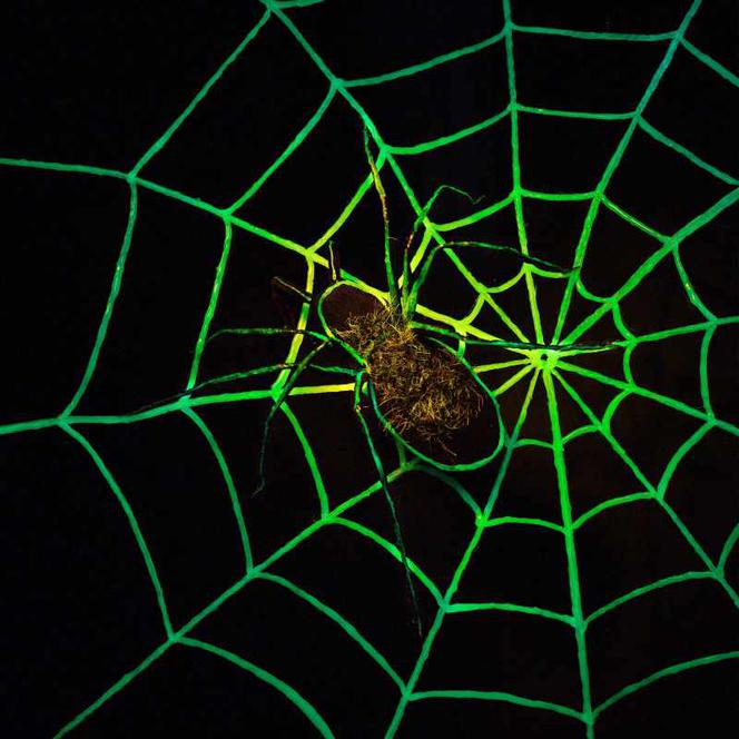 Straszny pająk na Halloween ZRÓB TO SAM