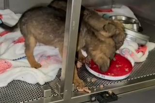 Porzucone szczeniaki w pudełku znalezione w środku lasu