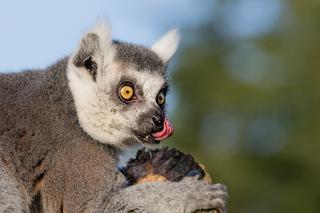 Karmienie lemurów, pand czy dzioborożców. W łódzkim zoo wielka mikołajkowa wieczerza [PROGRAM]. Sprawdźcie godziny pokazów!