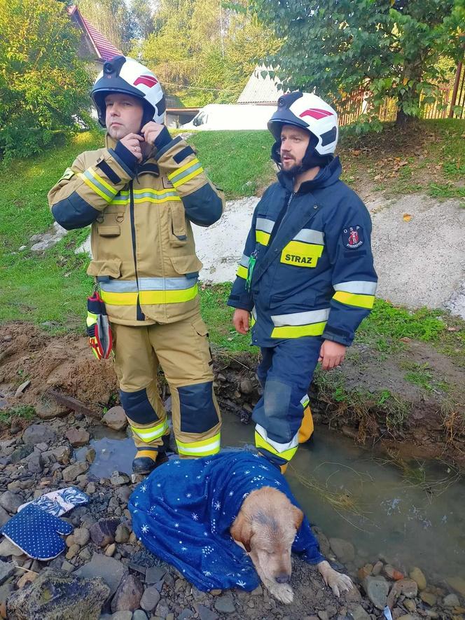 Krosna. Psiakowi groziła straszna śmierć. Uratowali go strażacy. Wzruszające zdjęcia