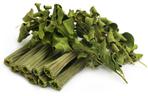 MORINGA - właściwości lecznicze i zastosowanie