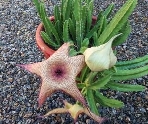 Gwiazda szeryfa (Stapelia Gigantea)