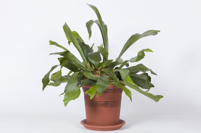 Platycerium - Platycerium