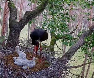 Bocian czarny wyrzucił z gniazda dwa pisklaki