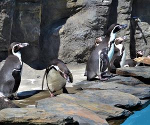 Chętni na spotkanie z pingwinami? Znów czekają na odwiedzających w śląskim zoo