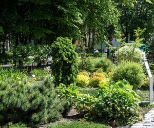 Miniarboretum powstało w Bytomiu. Miasto zaprasza uczniów i przedszkolaków