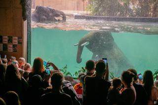 Ponad milion gości w Orientarium, rekordowa frekwencja na Fali. „To był udany rok”