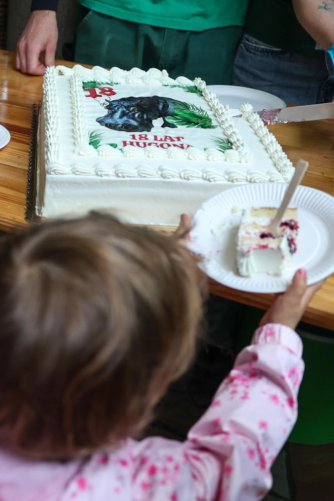 Hugo z ZOO baluje! Hipopotam z Warszawy ma 18 lat i dowód osobisty