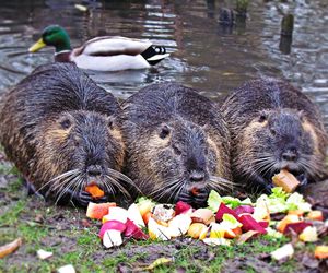 Nutrie w Rybniku jednak przeżyją?