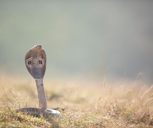 Dwulatek zagryzł jadowitą kobrę. Zabił go na miejscu
