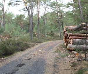 Wycinka drzew na trasie Lubiatowo-Słajszewo. Wycinane są sosny