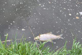 Śnięte ryby wyołowiono z Gostyni