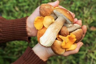 Grzybiarze zacierają ręce, Polacy łapią się za kieszenie. Horrendalne ceny grzybów