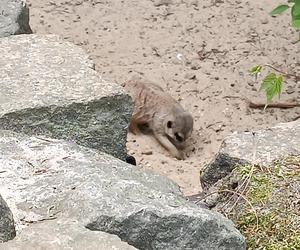 Zwierzęta w zoo we Wrocławiu