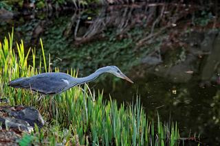 Już 1 kwietnia po zimowej przerwie otwiera się wrocławski Ogród Botaniczny UWr! Co będzie się działo? Ile kosztują bilety?