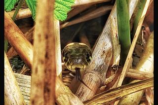 Staw Młyński na Naramowicach w Poznaniu