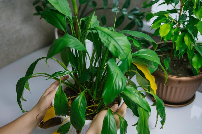 Bierz czubatą łyżkę i podsypuj tym skrzydłokwiat. Roślina rozłoży swoje kwiaty. Kwitnienie utrzyma się dłużej, a kwiat przestanie żółknąć. Nawożenie skrzydłokwiatu