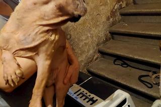 Łodzianka w takich warunkach trzymała blisko 100 buldogów!