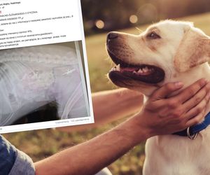 Pies połknął gwoździe ukryte w kiełbasie. Śmiertelnych pułapek jest więcej?