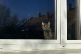 Przygotowania do nadchodzącej zimy. Odwiedziliśmy olsztyńskie Schronisko dla zwierząt [ZDJĘCIA]