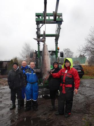 W niedzielę w Zatoce Pomorskiej w sieci rybackie wpadł wyjątkowy okaz.