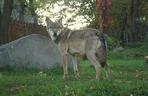 Weekendowe atrakcje we wrocławskim zoo: Dzień Wilka i charytatywny Dziki Bieg