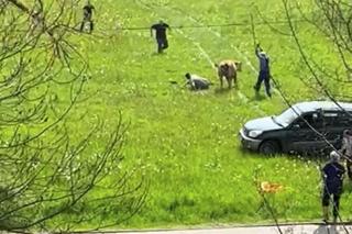 Horror na łące! Znęcali się nad cielakiem, wjeżdżali w niego samochodem
