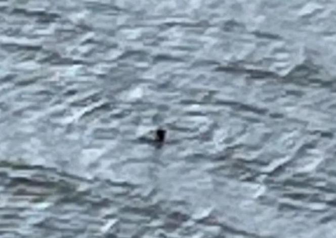 Potwór z Loch Ness na zdjęciu z kwietnia 2024! To pierwsze potwierdzone ujęcie potwora? 