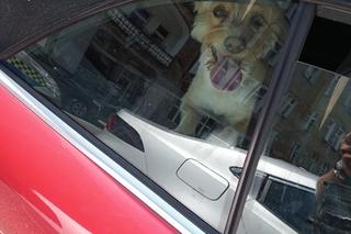 Pies w rozgranym aucie