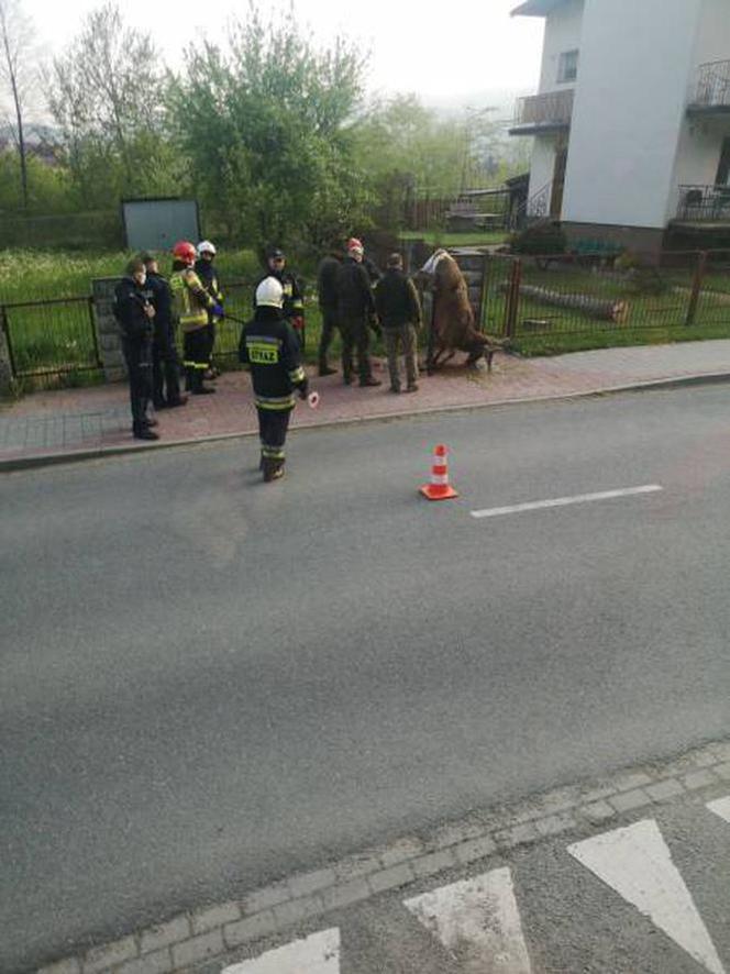 Piękny jeleń NABIŁ się na ogrodzenie. STRASZNY los zwierzęcia