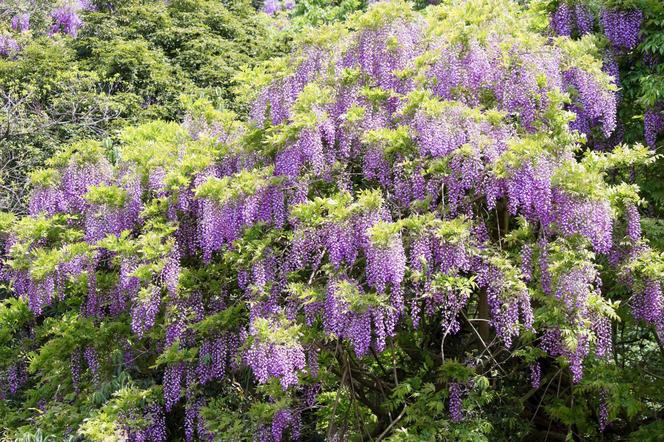 Wisteria