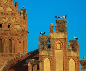   Lwowiec nazywany jest bocianią wioską. Wyjątkowa wieś w woj. warmińsko-mazurskim