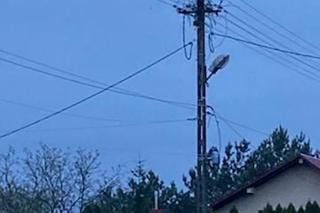 Bociany wygrały z elektrownią