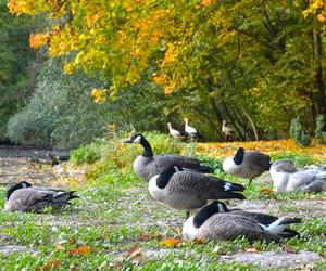 Zobacz jak wygląda największy park miejski w Polsce