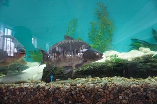 Rybomania 2025 Poznań