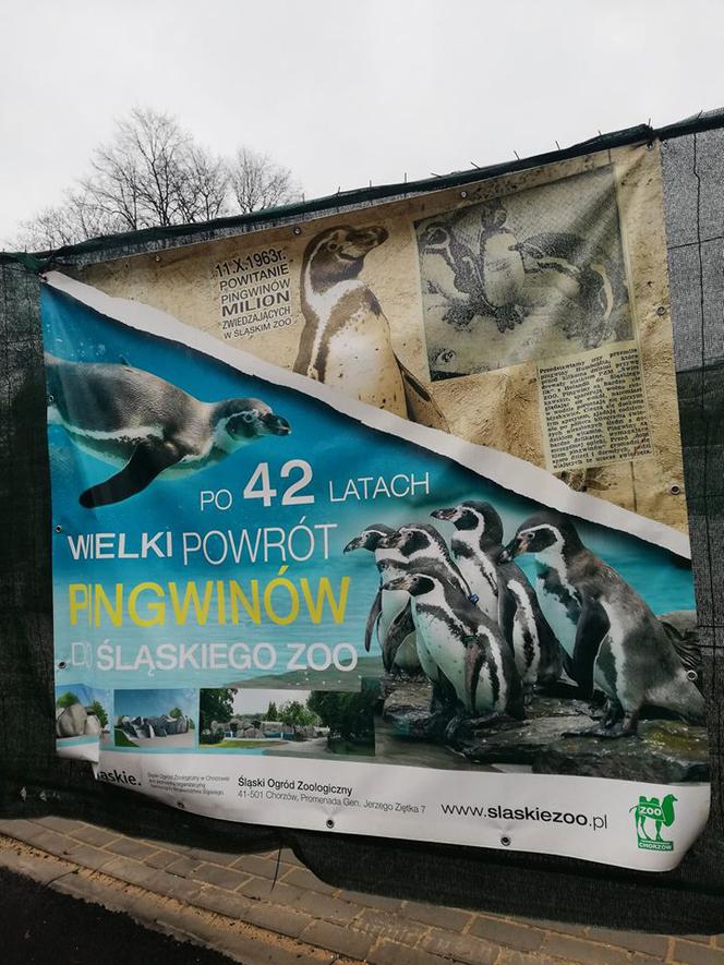 Pingwiny wracają do Śląskiego ZOO