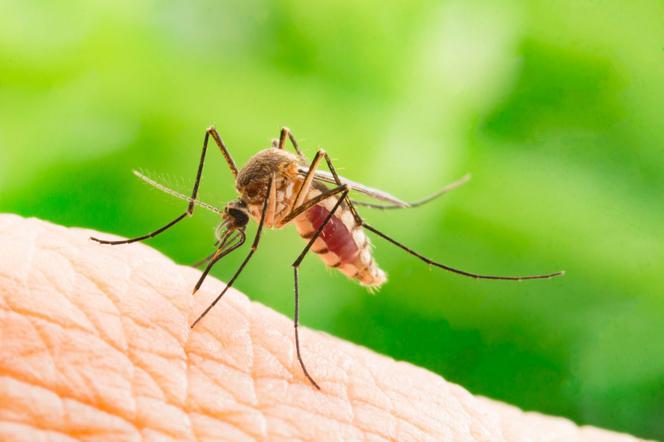 5 sposobów na komary