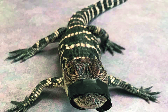 Trawka, broń i... aligator