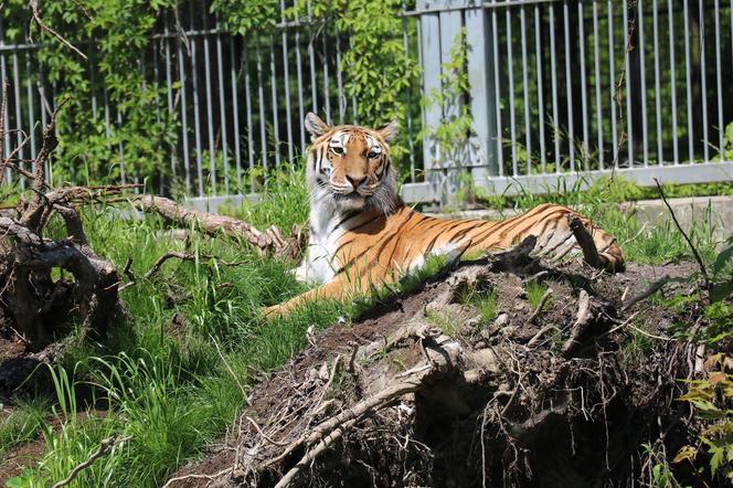 Rodzina tygrysów amurskich (syberyjskich) w Śląskim ZOO