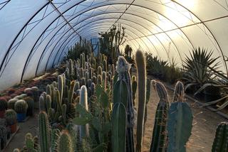 5 tysięcy kaktusów szuka nowego domu. Gdańska palmiarnia odmawia przyjęcia roślin