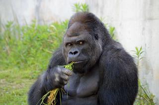 Obrazy szympansicy pomogą ratować goryle