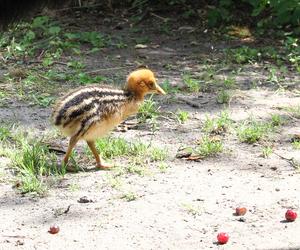 W Warszawskim ZOO wykluł się kazuar hełmiasty