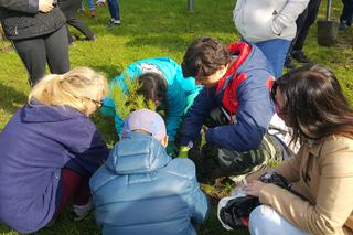 Pastwisko dla koni w Sosnowcu